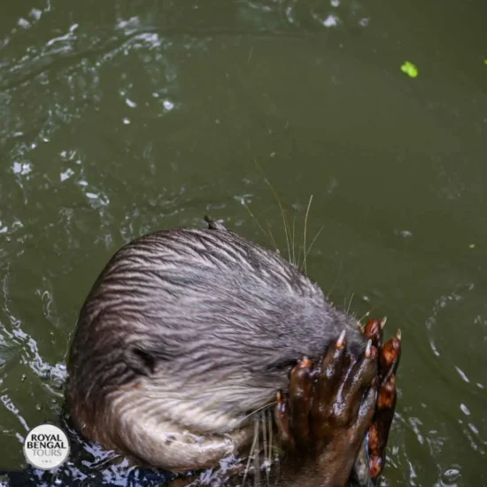 Otter splashing in water during fishing activity