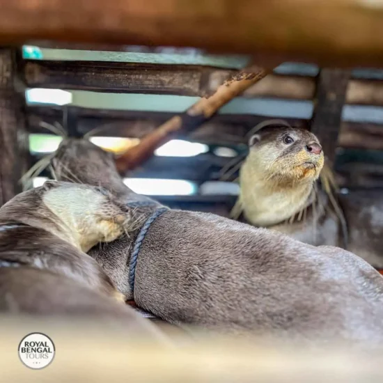 Trained otters resting before the fishing session in a traditional bamboo enclosure